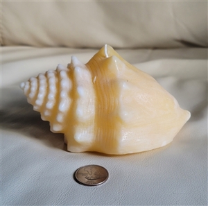 Large vintage exotic seashell shaped wax candle white and yellow unscented Large vintage exotic seashell shaped wax candle white and yellow unscented